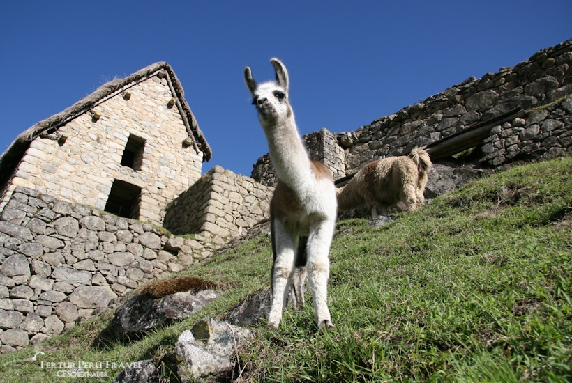 Llamas pastando debajo de la Casa del Guardián en Machu Picchu - Foto cortesía de C.F. Schexnayder
